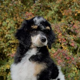 Everest - Phantom male Poodle puppy in Orem, Utah from First Class Poodles