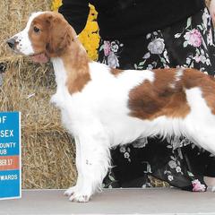 Welsh Springer Spaniels from Truepenny & Pennylane Welsh Springer Spaniels