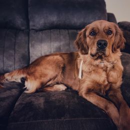 Merida - Golden Retriever
