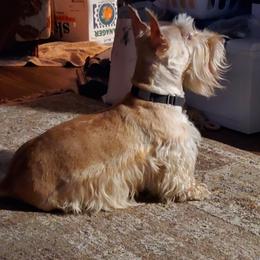 Honey - Scottish Terrier