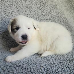 Patch - eye patch badger - White and badger female Great Pyrenees puppy in Monmouth, Maine from Flewelling Great Pyrenees