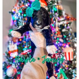 Janice - Black and white female Sheepadoodle puppy in Republic, Missouri from DOOD & Co