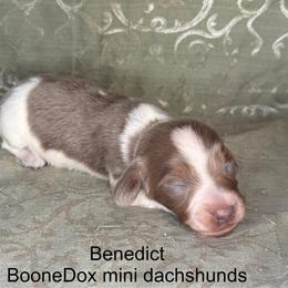 Benedict - Fawn (Isabella) male Dachshund puppy in Lexington, Oklahoma from BooneDox Miniature Dachshunds
