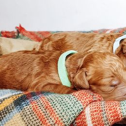 Labradoodle and Poodle Puppies from Lake City Poodles & Doodles