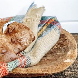 Labradoodle and Poodle Puppies from Lake City Poodles & Doodles