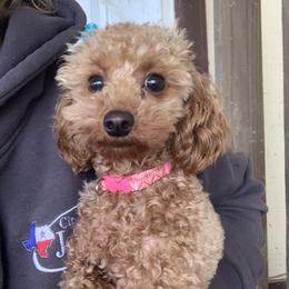Golden Retriever and Poodle All Grown Up from Meagan Nielson’s Precious Pups