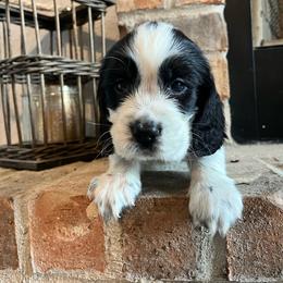 Boston - Black and white male English Springer Spaniel puppy in Wilmer, Alabama from South Delta Springers