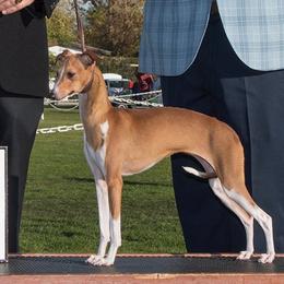 Emmy - Italian Greyhound
