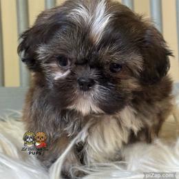Paxton - Brindle male Shih Tzu puppy in Walkertown, North Carolina from Lil’ Bit’s Shih Tzu