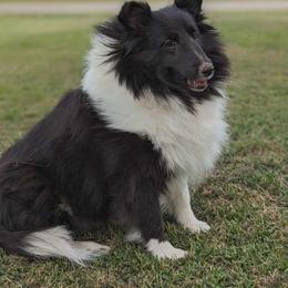 Kylie - Shetland Sheepdog