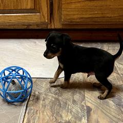 Prague Ratter Puppies from North Star Gem’s Prague Ratters