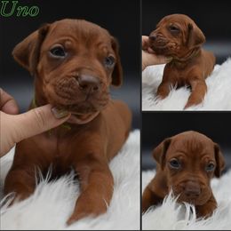 Cane Corso and Rhodesian Ridgeback Puppies from Diamondcrest Farms Inc
