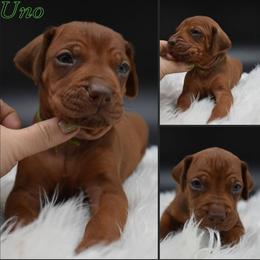 Cane Corso and Rhodesian Ridgeback Puppies from Diamondcrest Farms Inc