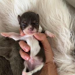 Luii - Chocolate and white male Chihuahua puppy in Miami, Florida from Natalias Tiny Puppies