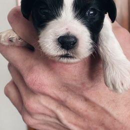 Shichons from Whimsy Teddy Bear Puppies