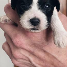 Shichons from Whimsy Teddy Bear Puppies