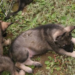 Shiloh Shepherd Puppies from Solace Shilohs