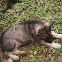 Shiloh Shepherd Puppies from Solace Shilohs