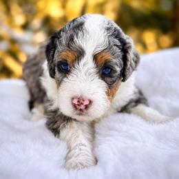 Fern - Blue merle female Bernedoodle puppy in Vacaville, California from Starlight Goldendoodles