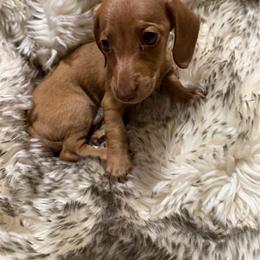 DO NOT FILL OUT APPLICATION UNLESS SERIOUS - Cream female Dachshund puppy in Wisconsin from Sabe and Shabe’s Doxies
