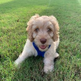Cockapoo Puppies from Golden Paws