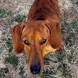 Penny - Dachshund