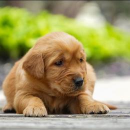 Nellie - Dark golden female Golden Retriever puppy in Saint Joe, Indiana from Golden Acres Farm