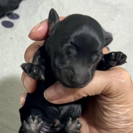 Girl 3 - Black female Dachshund puppy in Bon Air, Tennessee from Clemons Mini Dachshunds of Tennessee