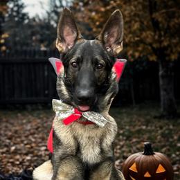 German Shepherd Puppies from Casamoko German Shepherds