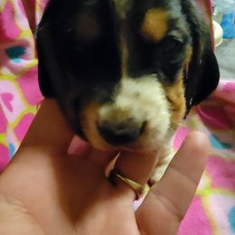 Girl 1 - Black white and brown Basset Hound puppy in Iowa from J&J Beautiful Basset Hounds