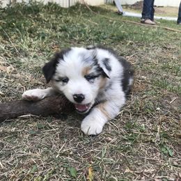 Australian Shepherd Puppies from Wild Souls Australian Shepherds