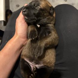 Girl 1 - Mahogany female Belgian Malinois puppy in Markham, Virginia from Skyfall Kennels LLC