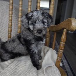 Sakari ( previously Artemisia) - Blue merle female Aussiedoodle puppy in Davie, Florida from Miami Mini Doodles