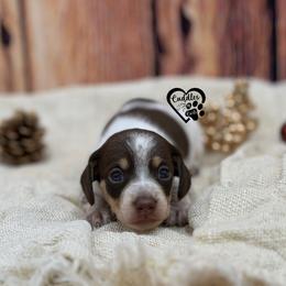 Pokey (smooth coat) - Piebald male Dachshund puppy in Nashville, Arkansas from Cuddles n Curls