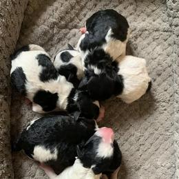 Girl 2 - Parti female Poodle puppy in Haddam, Kansas from Golden B Acres