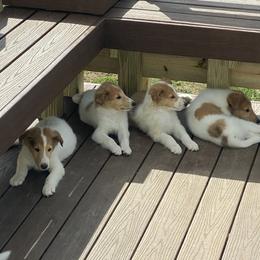 "Smart pups to lay in the shade!" Collie Puppies from Faith Rough Collie’s