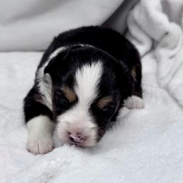 Ivy - Black tri female Toy Australian Shepherd puppy in Bly, Oregon from Apacheblus Toy Aussies