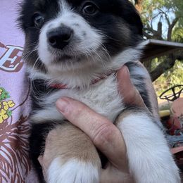 Miniature Australian Shepherd Puppies from Mini Aussies In Texas