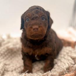 Dubai - Phantom male Goldendoodle puppy in North Carolina from Tuxedo Mountain Doodles