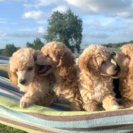 Poodle Puppies from Merrily Miniature Poodles