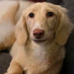 Khaleesi - Dachshund