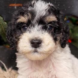 Cloud - Tri-color male Bernedoodle puppy in Tyner, Kentucky from Good Dog Doodles