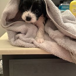 Cavalier King Charles Spaniel and Cavapoo Puppies from K’s Cavys