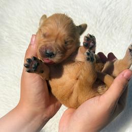 Girl 2 - Dark golden female Golden Retriever puppy in Plant City, Florida from All shades Golden