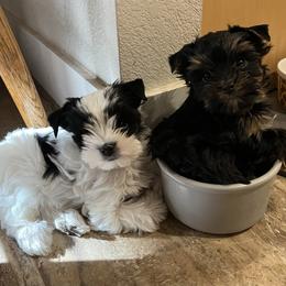 Yorkshire Terrier Puppies from Eileen’s Yorkies of Havasu