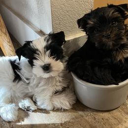 Yorkshire Terrier Puppies from Eileen’s Yorkies of Havasu