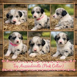 Pink collar toy - Blue merle female Aussiedoodle puppy in 32046, Florida from River Hill Ranch