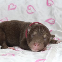 Girl 1 - female Alaskan Malamute puppy in Independence, Virginia from New River Valley Malamutes