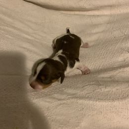 Dachshund Puppies from Howard's Hillside Farms