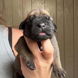 Redwood (Maroon Collar) - Reddish brown female Boerboel puppy in Manitowoc, Wisconsin from Mae Boerboel